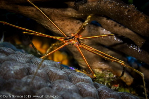 "Arrow Portrait" 
A Redlined Arrow Crab sitting on a hea... by Dusty Norman 